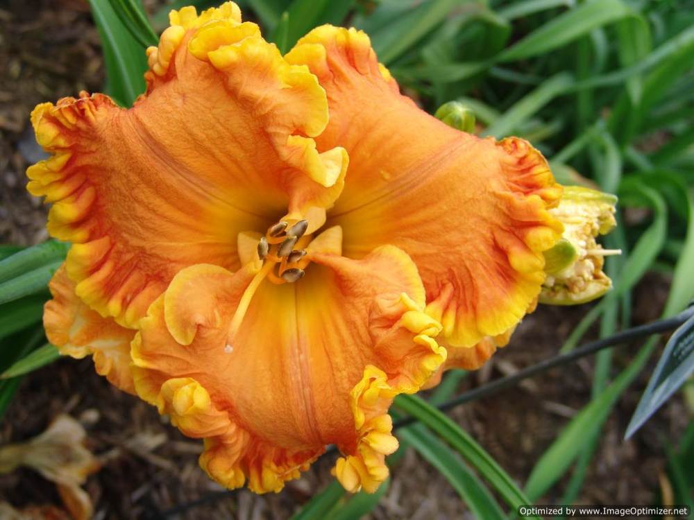 ORANGE RUFFLES